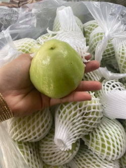 Mận/ Roi xanh đường