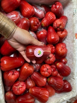 Mận/ Roi An Phước