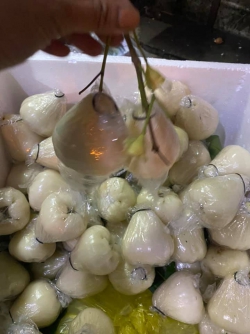 Mận/Roi trắng sữa