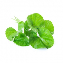 Rau má lá lớn 1kg