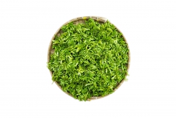 Bông Thiên Lý 1kg