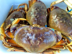 Cua Dunegness (Bắc Mỹ)