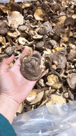 Nấm hương khô Sapa