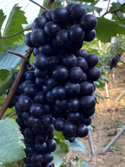Nho Hạ đen không hạt