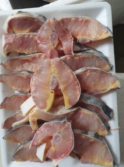 Cá tầm tươi sống