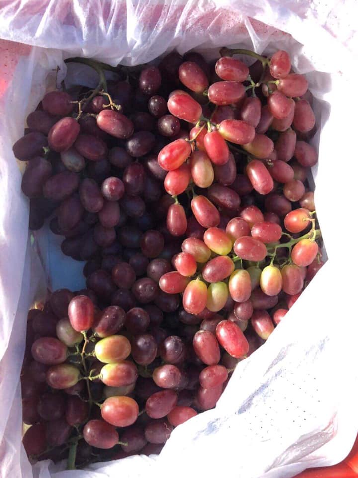 Trái cây mùa vụ