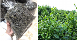 Chè búp khô Ba Vì