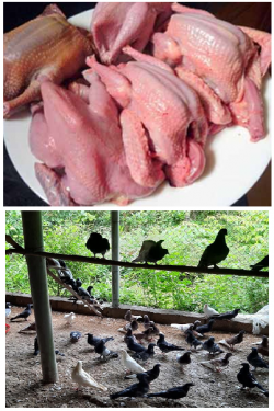 Thịt chim bồ câu