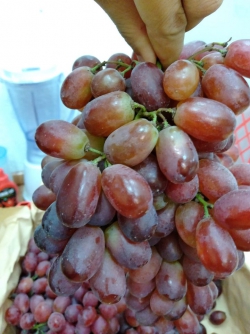 Nho đỏ không hạt