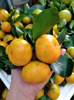 Quýt ngọt Hà Giang