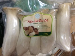 Nấm đùi gà