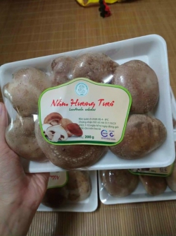 Nấm Hương tươi