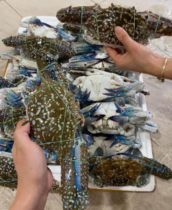 Ghẹ sống dập đá