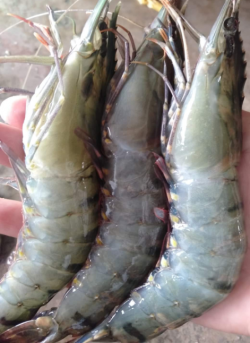 Tôm sú Quảng Canh