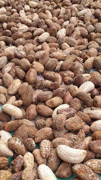 Đồ rừng Tây Bắc Đồ rừng Tây Bắc
