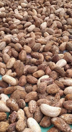 Chuối hạt khô nguyên quả