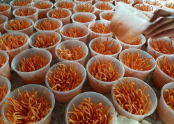 Đông trùng hạ thảo tươi