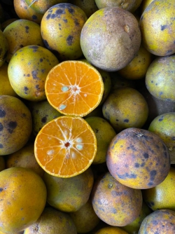 Quýt đường VietGap