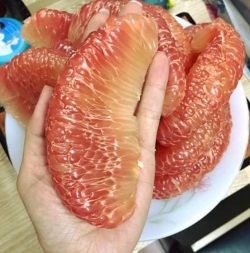 Bưởi da xanh Bến Tre