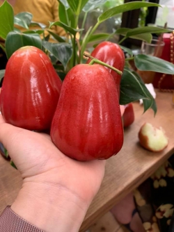 Roi đỏ An Phước