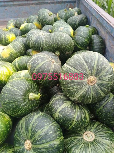 Nông sản Nhật Tâm