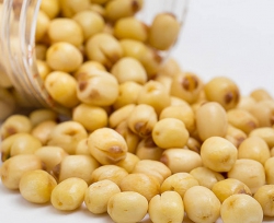 Hạt sen Nam sấy giòn