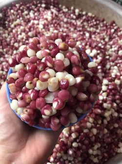 Ngô nếp bung Tràng Định