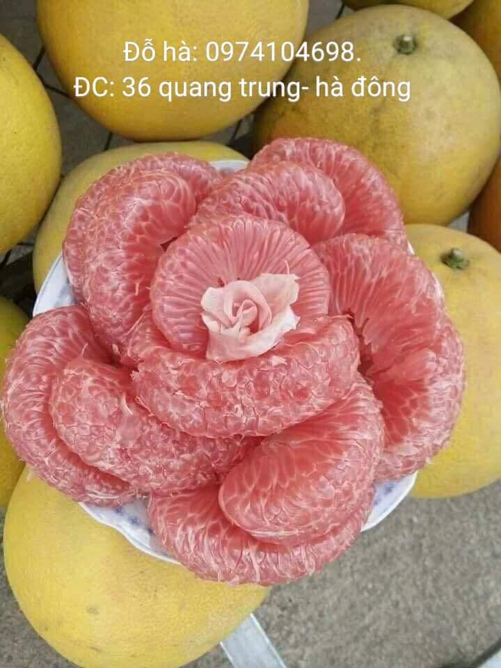 Hoa quả Đỗ Hà