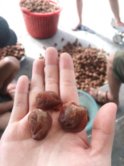 Vải thiều Thanh Hà sấy khô