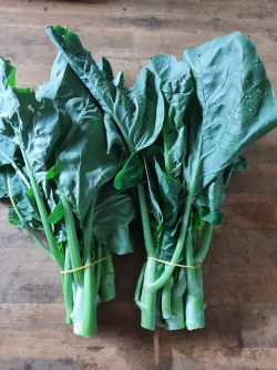 Cải rổ hữu cơ