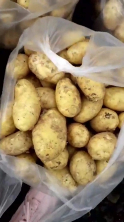 Khoai tây ruột vàng