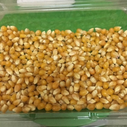 Bắp hạt nổ Mỹ