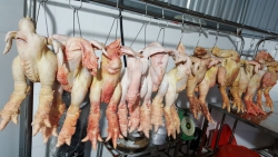 HTX chăn nuôi và kinh doanh Gà Đông tảo ( Xã Đông Tảo)