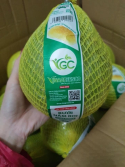 Bưởi năm roi VINAGREENCO