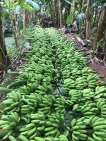 Nông sản đất bãi