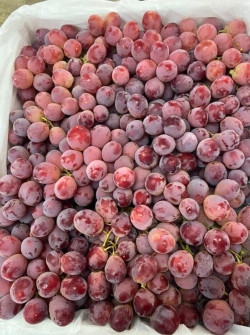 Nho đỏ Úc có hạt