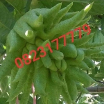 Nhà vườn Phẩm Hiền