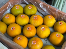 Hồng giòn Hàn Quốc