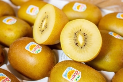 Kiwi vàng Newzealand