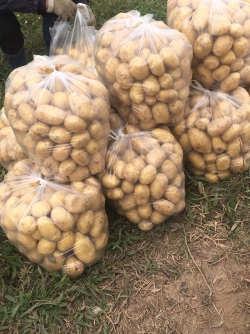 Khoai tây ruột vàng