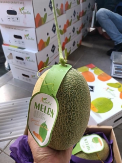 Dưa lưới Đài Loan