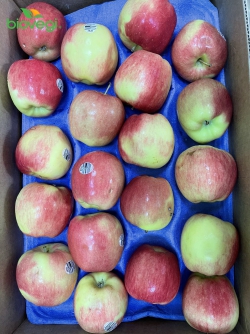 Táo Ambrosia Canada