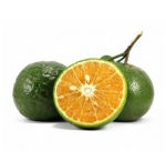 Tổ sản xuất cam VietGAP thôn Thọ Quang