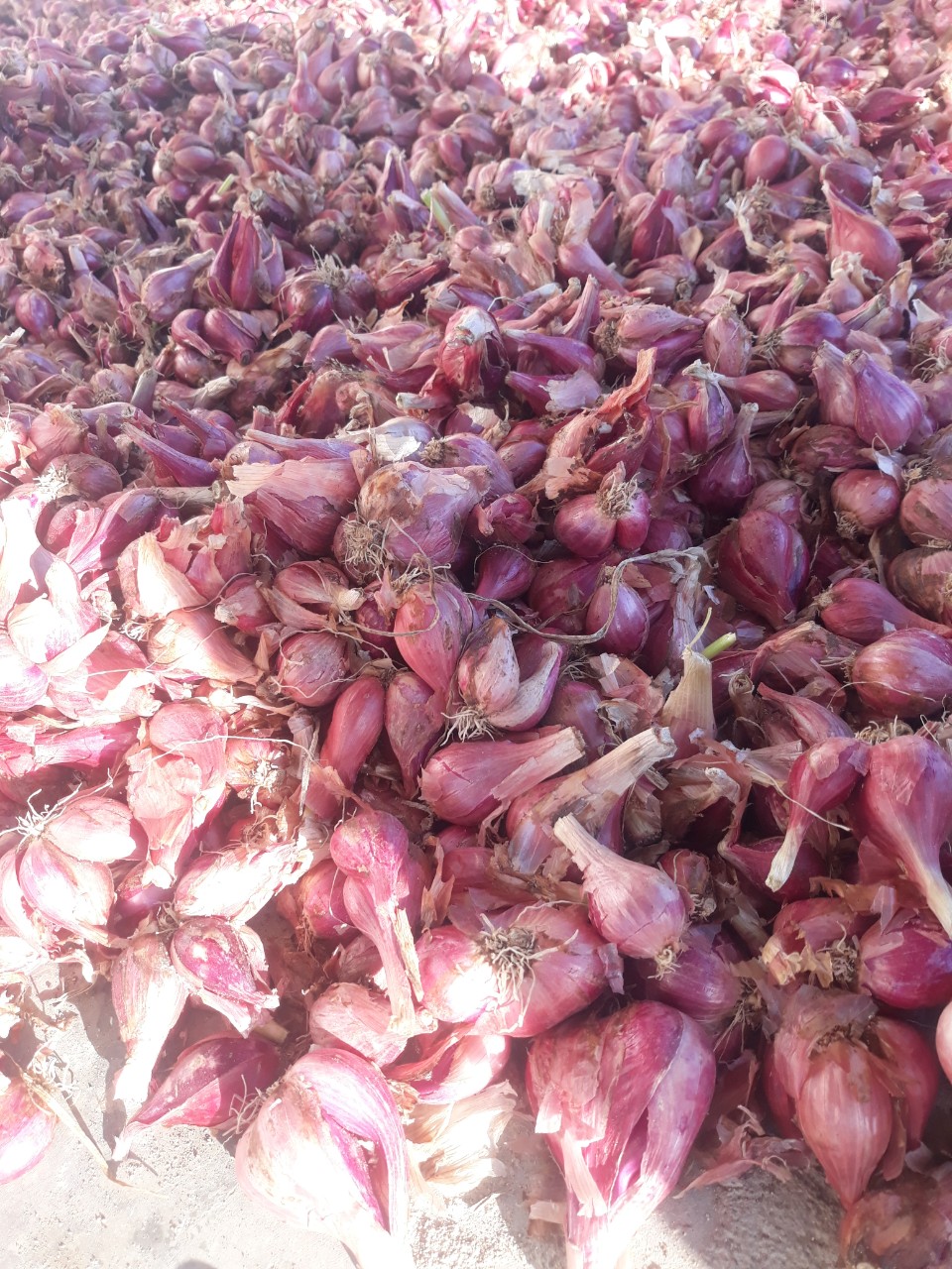 Tổng kho sỉ hành tỏi Khánh Hòa Tổng kho sỉ hành tỏi Khánh Hòa