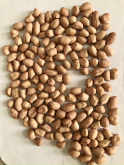 Đậu phộng nhân hạt (Đậu phộng sống , đậu phông rang).