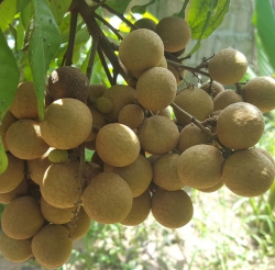 Nhãn lồng Điện Biên