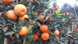 Cam Sành Thanh Tâm