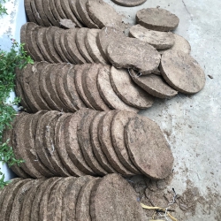 Cung cấp Bánh Dầu đậu phộng bánh dầu mè(làm Phân bón hữu cơ và thức ăn gia súc)