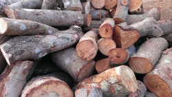 Chuyên Cung Cấp Củi Đốt Lò Hơi Giá Rẻ Cho Các Công Ty