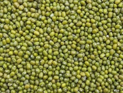 Cung Cấp Đậu Xanh làm giá đỗ tỉ lệ nảy mầm cao, giá sỉ